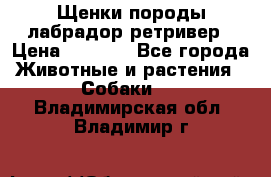 Щенки породы лабрадор ретривер › Цена ­ 8 000 - Все города Животные и растения » Собаки   . Владимирская обл.,Владимир г.
